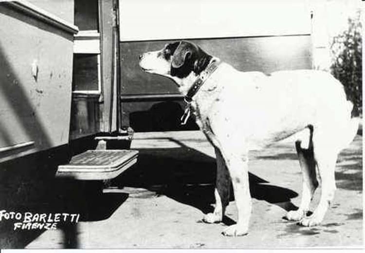 Fido come Hachiko, 14 anni di attesa per il suo padrone ucciso in un bombardamento