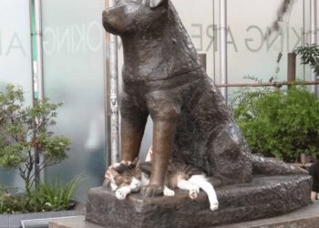 hachiko-gatto-amicizia