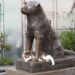 hachiko-gatto-amicizia