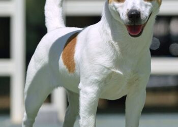 Lancia il cane dal settimo piano e lo uccide, poi aggredisce agenti che consolano il figlio