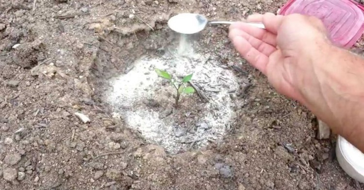 Ecco cosa succede se metti 1 cucchiaino di bicarbonato di sodio nelle piante