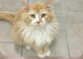 Gatto percorre 19 km per tornare dalla famiglia che l'ha abbandonato, ma loro vogliono fargli l'iniezione letale
