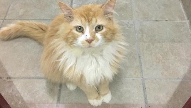 Gatto percorre 19 km per tornare dalla famiglia che l'ha abbandonato, ma loro vogliono fargli l'iniezione letale