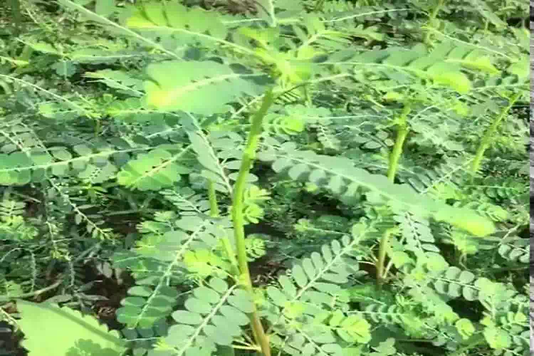 Calcoli renali, combattili con la pianta la miracolosa