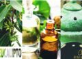 Olio essenziale di eucalipto: le principali proprietà e benefici, gli usi e le controindicazioni