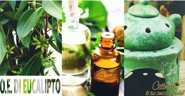 Olio essenziale di eucalipto: le principali proprietà e benefici, gli usi e le controindicazioni