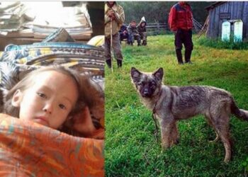 Scompare nel bosco e sopravvive per 12 giorni grazie al suo fedele cagnolino