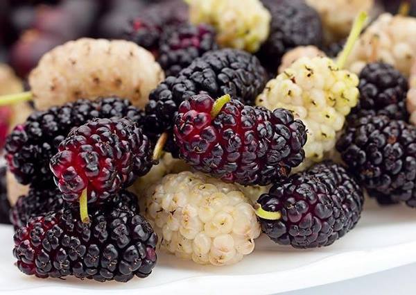 Frutto che ti Manterrà Giovane