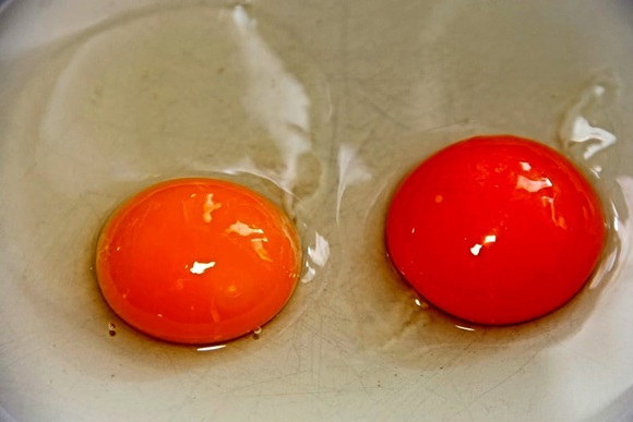 Calvizia, nuova cura in arrivo dal Giappone a base di uovo per la ricrescita dei capelli