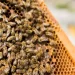 Propoli, antibiotico naturale