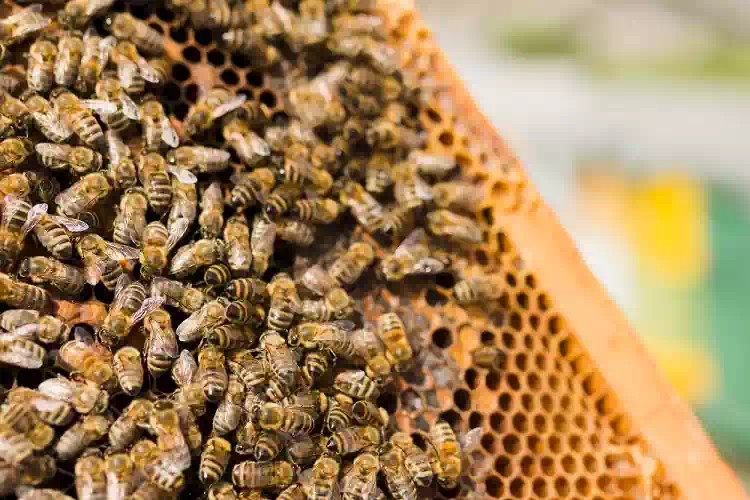 Propoli, antibiotico naturale