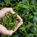 Tea Tree Oil: a cosa serve