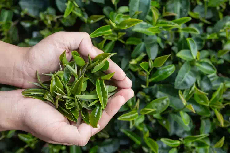 Tea Tree Oil: a cosa serve