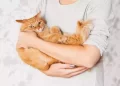 I gatti sono una medicina naturale