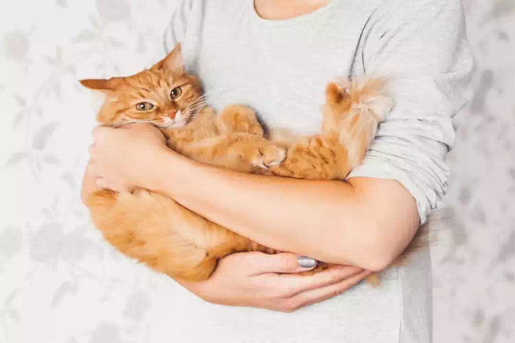 I gatti sono una medicina naturale