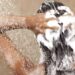 aggiungere-un-cucchiaino-di-zucchero-allo-shampoo