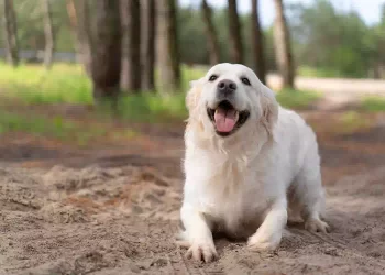 Palla: la storia del cane