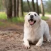 Palla: la storia del cane