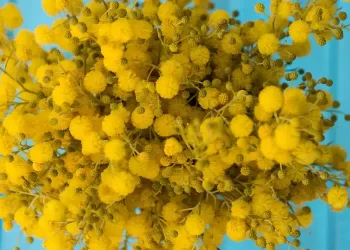 Festa della donna 8 marzo, perché si regalano