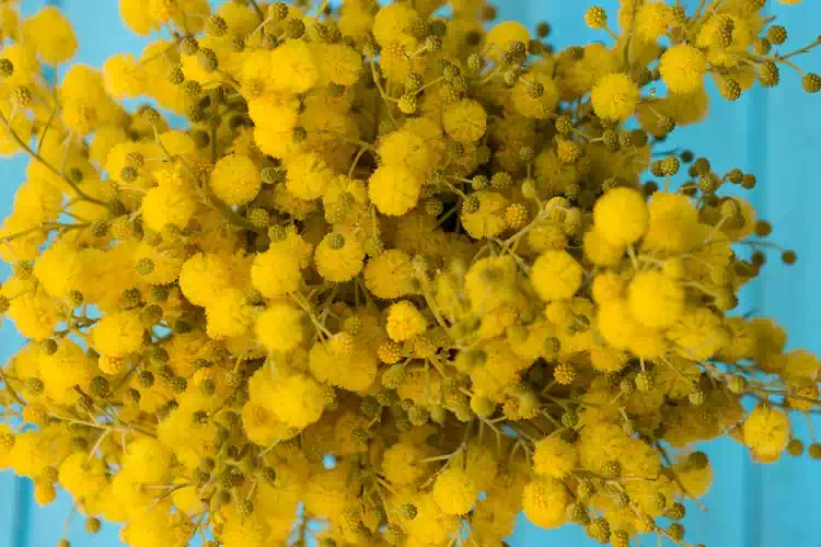 Festa della donna 8 marzo, perché si regalano