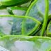 Aloe vera un toccasana contro il gonfiore di pancia