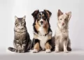 Quanti anni ha il tuo cane? Ecco come calcolare la sua età