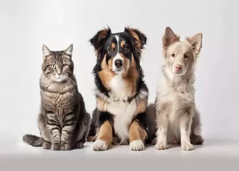 Quanti anni ha il tuo cane? Ecco come calcolare la sua età