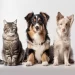 Quanti anni ha il tuo cane? Ecco come calcolare la sua età