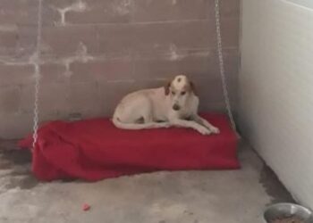 gigio-cane-padrone-morto