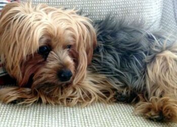 Muore e lascia tutta la sua eredità al cane: la commovente storia di Tor