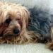 Muore e lascia tutta la sua eredità al cane: la commovente storia di Tor