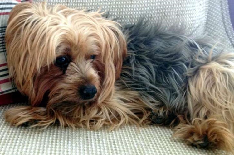 Muore e lascia tutta la sua eredità al cane: la commovente storia di Tor
