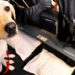 Animali in aereo le regole per viaggiare con i nostri amici a quattro zampe