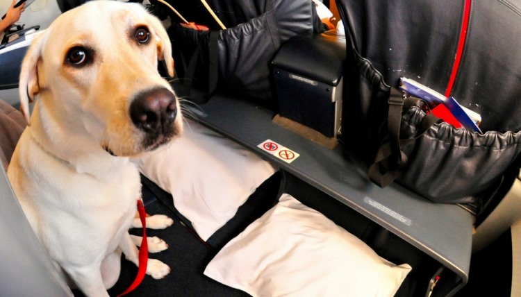 Animali in aereo le regole per viaggiare con i nostri amici a quattro zampe
