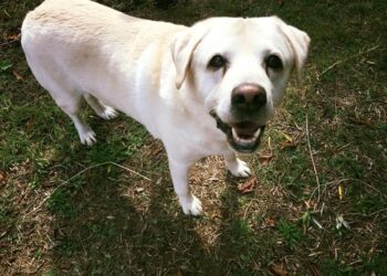 Baffi d'Argento a Roma, anche i cani possono andare in casa di riposo