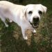 Baffi d'Argento a Roma, anche i cani possono andare in casa di riposo