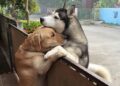 L abbraccio fra il labrador e l husky commuove il web
