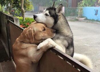L abbraccio fra il labrador e l husky commuove il web
