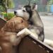 L abbraccio fra il labrador e l husky commuove il web