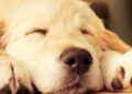 MowMow il dispositivo che farà addormentare il tuo cane in un minuto