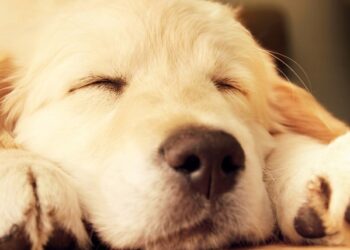 MowMow il dispositivo che farà addormentare il tuo cane in un minuto