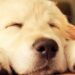 MowMow il dispositivo che farà addormentare il tuo cane in un minuto