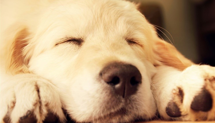 MowMow il dispositivo che farà addormentare il tuo cane in un minuto