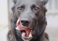 Perché i cani si leccano la bocca Il significato di questo comportamento
