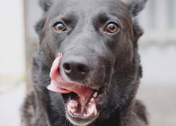 Perché i cani si leccano la bocca Il significato di questo comportamento