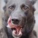 Perché i cani si leccano la bocca Il significato di questo comportamento