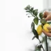 Pianta i Semi di Limone, ma in una tazza