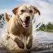 Sei importanti accorgimenti per salvare il tuo cane dal caldo
