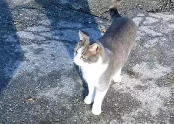 Toldo, il micio che ogni giorno fa visita alla tomba del suo padrone