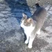 Toldo, il micio che ogni giorno fa visita alla tomba del suo padrone